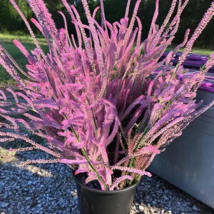 Pink Pokers Statice Seeds – Limonium Suworowii – 50 Seed Pack – Vibrant Dried Flower Blooms - Image 1