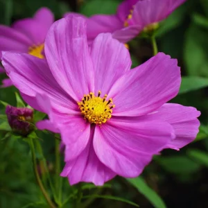 Pink Radiance Cosmos Seeds - 100 Count, Cosmos bipinnatus, Annual Flower Seeds, Outdoor - Image 5