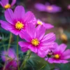 Pink Radiance Cosmos Seeds - 100 Count, Cosmos bipinnatus, Annual Flower Seeds, Outdoor - Image 1