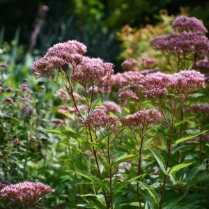 Pink Sweet Joe-Pye Weed Seeds - 200 Count - Tall Perennial for Pollinator Gardens - Image 2