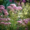 Pink Sweet Joe-Pye Weed Seeds - 200 Count - Tall Perennial for Pollinator Gardens - Image 1