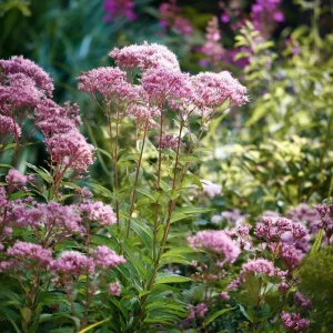 Pink Sweet Joe-Pye Weed Seeds - 200 Count - Tall Perennial for Pollinator Gardens - Image 1