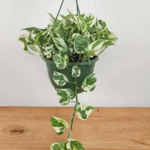 Pothos N'Joy Live Plant - Variegated White/Green, Easy Care Houseplant, 3-5
