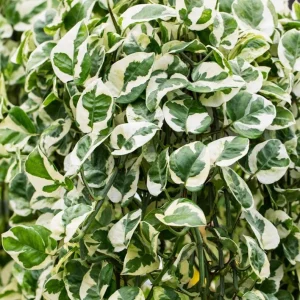 Pothos N'Joy Live Plant - Variegated White/Green, Easy Care Houseplant, 3-5