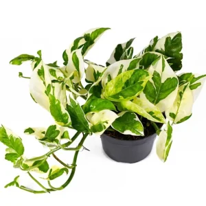 Pothos N'Joy Live Plant - Variegated White/Green, Easy Care Houseplant, 3-5