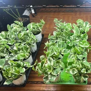 Pothos N'Joy Live Plant - Variegated White/Green, Easy Care Houseplant, 3-5