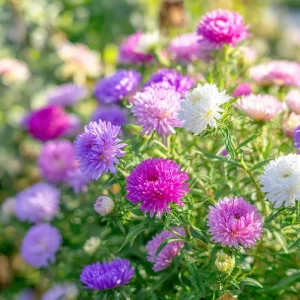Powder Puff China Aster Seeds Mix – 200 Count Heirloom Callistephus chinensis for Gardens & Cut Flowers - Image 2
