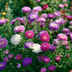 Powder Puff China Aster Seeds Mix – 200 Count Heirloom Callistephus chinensis for Gardens & Cut Flowers - Image 3