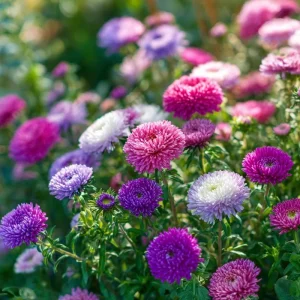 Powder Puff China Aster Seeds Mix – 200 Count Heirloom Callistephus chinensis for Gardens & Cut Flowers - Image 4