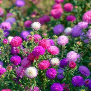 Powder Puff China Aster Seeds Mix – 200 Count Heirloom Callistephus chinensis for Gardens & Cut Flowers - Image 5