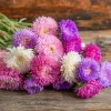 Powder Puff China Aster Seeds Mix – 200 Count Heirloom Callistephus chinensis for Gardens & Cut Flowers - Image 1