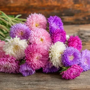Powder Puff China Aster Seeds Mix – 200 Count Heirloom Callistephus chinensis for Gardens & Cut Flowers - Image 1