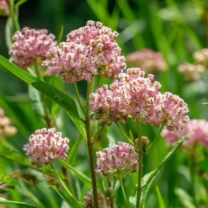 Prairie Milkweed Seeds - 20 Count Native Perennial for Monarch Butterflies & Pollinators - Image 3
