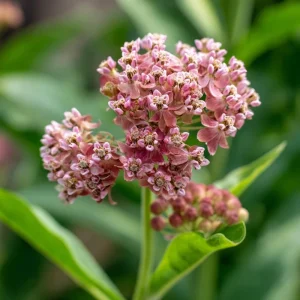 Prairie Milkweed Seeds - 20 Count Native Perennial for Monarch Butterflies & Pollinators - Image 4