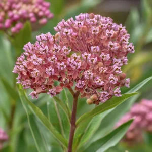 Prairie Milkweed Seeds - 20 Count Native Perennial for Monarch Butterflies & Pollinators - Image 5