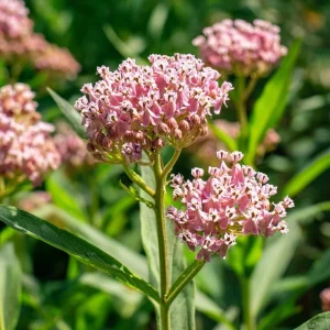 Prairie Milkweed Seeds - 20 Count Native Perennial for Monarch Butterflies & Pollinators - Image 6