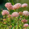 Prairie Milkweed Seeds - 20 Count Native Perennial for Monarch Butterflies & Pollinators - Image 1