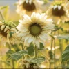 Pro Cut White Lite Sunflower Seeds 20 Count - Pollen-Free Pale Lemon Blooms for Cutting - Image 1