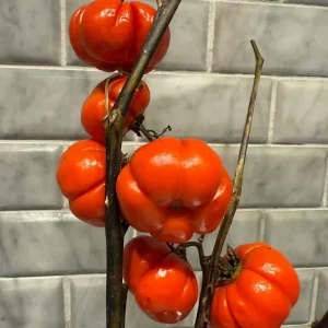 Pumpkin On A Stick Seeds - Ornamental Eggplant Heirloom Solanum integrifolium 15 Seeds - Image 3