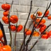 Pumpkin On A Stick Seeds - Ornamental Eggplant Heirloom Solanum integrifolium 15 Seeds - Image 1
