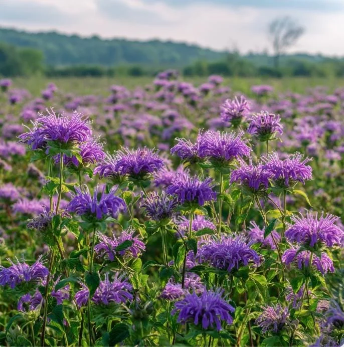 Purple Bergamot Seeds - Monarda Media Wildflower - Pollinator Friendly - 50 Seeds - Image 3