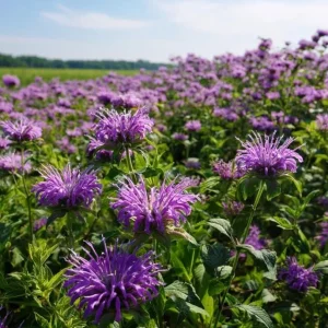 Purple Bergamot Seeds - Monarda Media Wildflower - Pollinator Friendly - 50 Seeds - Image 1