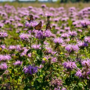 Purple Bergamot Seeds - Monarda Media Wildflower - Pollinator Friendly - 50 Seeds - Image 4