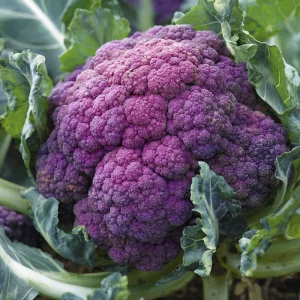 Purple Cauliflower Seeds - 100 Heirloom Brassica oleracea Seeds for Home Garden - Image 3