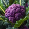 Purple Cauliflower Seeds - 100 Heirloom Brassica oleracea Seeds for Home Garden - Image 1