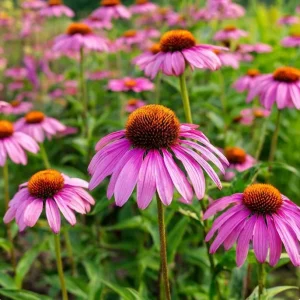 Purple Coneflower Seeds (Echinacea purpurea) - 200 Count Perennial Flower Seeds - Image 5
