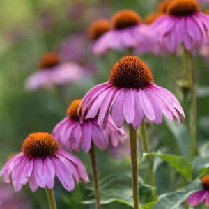 Purple Coneflower Seeds (Echinacea purpurea) - 200 Count Perennial Flower Seeds - Image 6