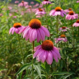 Purple Coneflower Seeds - Echinacea purpurea - 200 Hardy Perennial Seeds - Pollinator & Medicinal Herb - Image 3