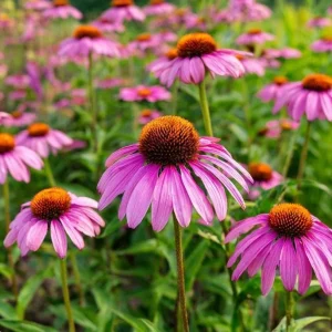 Purple Coneflower Seeds - Echinacea purpurea - 200 Hardy Perennial Seeds - Pollinator & Medicinal Herb - Image 5