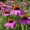 Purple Coneflower Seeds - Echinacea purpurea - 200 Hardy Perennial Seeds - Pollinator & Medicinal Herb - Image 1