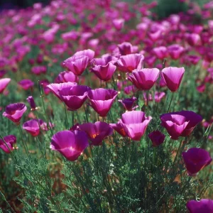 Purple Gleam California Poppy Seeds - 250 Count Wildflower for Pollinators - Image 2