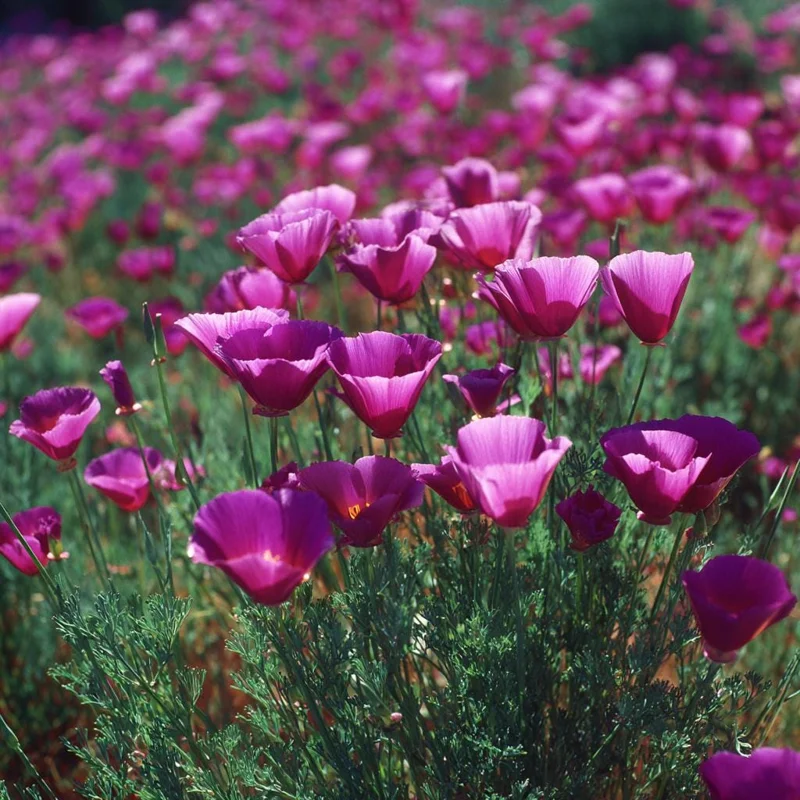 Purple Gleam California Poppy Seeds - 250 Count Wildflower for Pollinators - Image 2