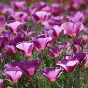 Purple Gleam California Poppy Seeds - 250 Count Wildflower for Pollinators - Image 3