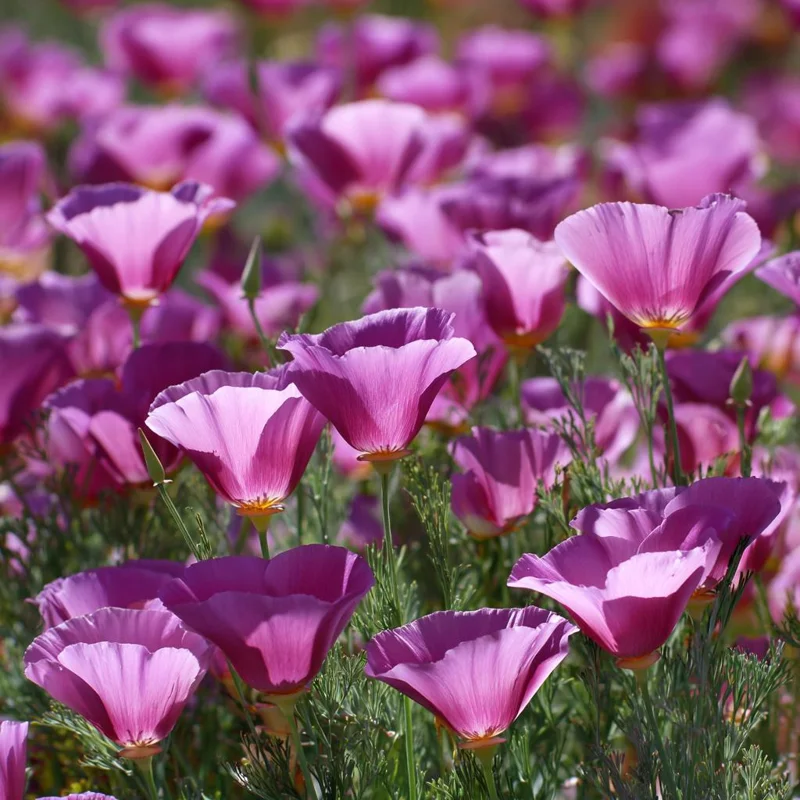 Purple Gleam California Poppy Seeds - 250 Count Wildflower for Pollinators - Image 3