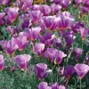 Purple Gleam California Poppy Seeds - 250 Count Wildflower for Pollinators - Image 1