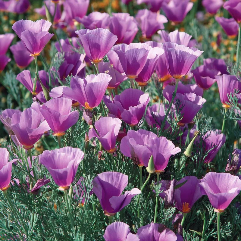 Purple Gleam California Poppy Seeds - 250 Count Wildflower for Pollinators - Image 1