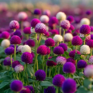 Purple Globe Amaranth Seeds - 50 Count | Long-Lasting Blooms, Gomphrena - Image 3