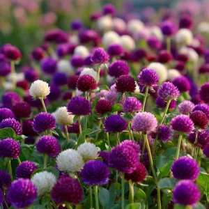Purple Globe Amaranth Seeds - 50 Count | Long-Lasting Blooms, Gomphrena - Image 5