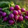 Purple Plum Radish Seeds - Heirloom, Crisp, Vibrant Roots, 250 Seeds - Image 1