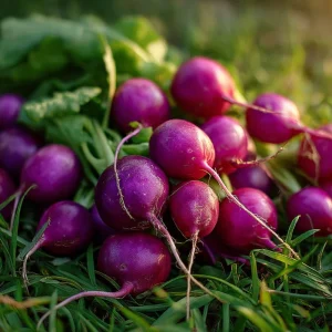 Purple Plum Radish Seeds - Heirloom, Crisp, Vibrant Roots, 250 Seeds - Image 1