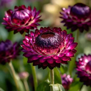 Purple Red Black Strawflower Seeds - 50 Count - Vibrant Annual Blooms - Image 2
