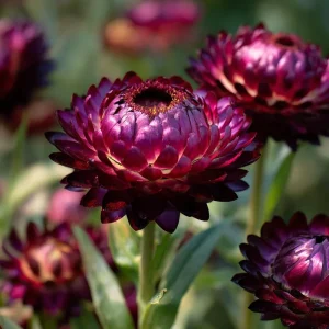 Purple Red Black Strawflower Seeds - 50 Count - Vibrant Annual Blooms - Image 3