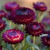 Purple Red Black Strawflower Seeds - 50 Count - Vibrant Annual Blooms - Image 1