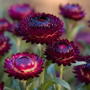 Purple Red Black Strawflower Seeds - 50 Count - Vibrant Annual Blooms - Image 1