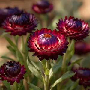 Purple Red Black Strawflower Seeds - 50 Count - Vibrant Annual Blooms - Image 4