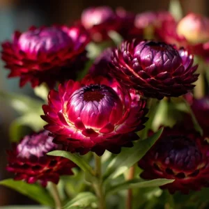 Purple Red Black Strawflower Seeds - 50 Count - Vibrant Annual Blooms - Image 5